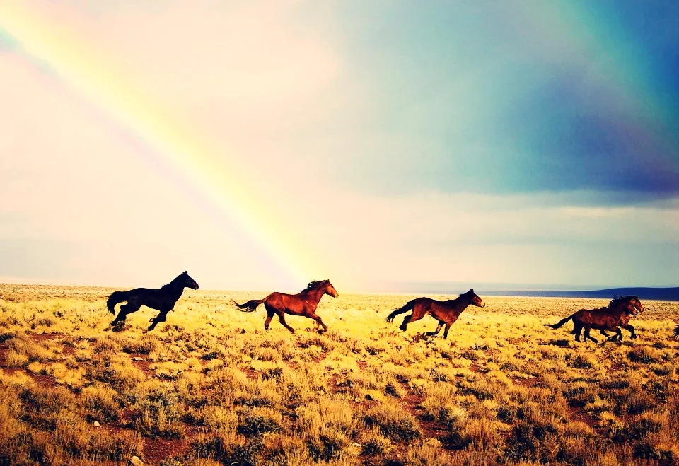 wild-horses-2239420_960_720.jpg