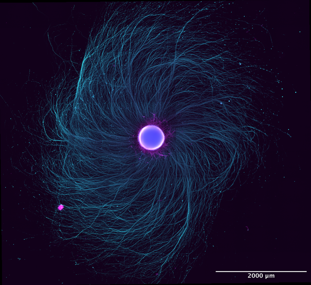 Screen Shot 2024-10-10 at 2.07.43 PM.png