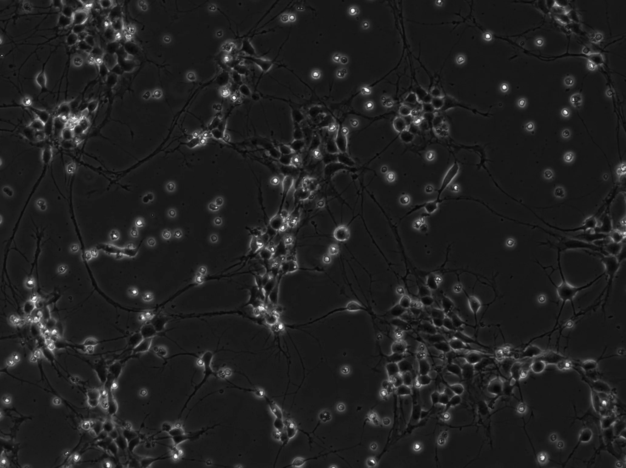 Fun Image 3.tiff - C=0.jpg