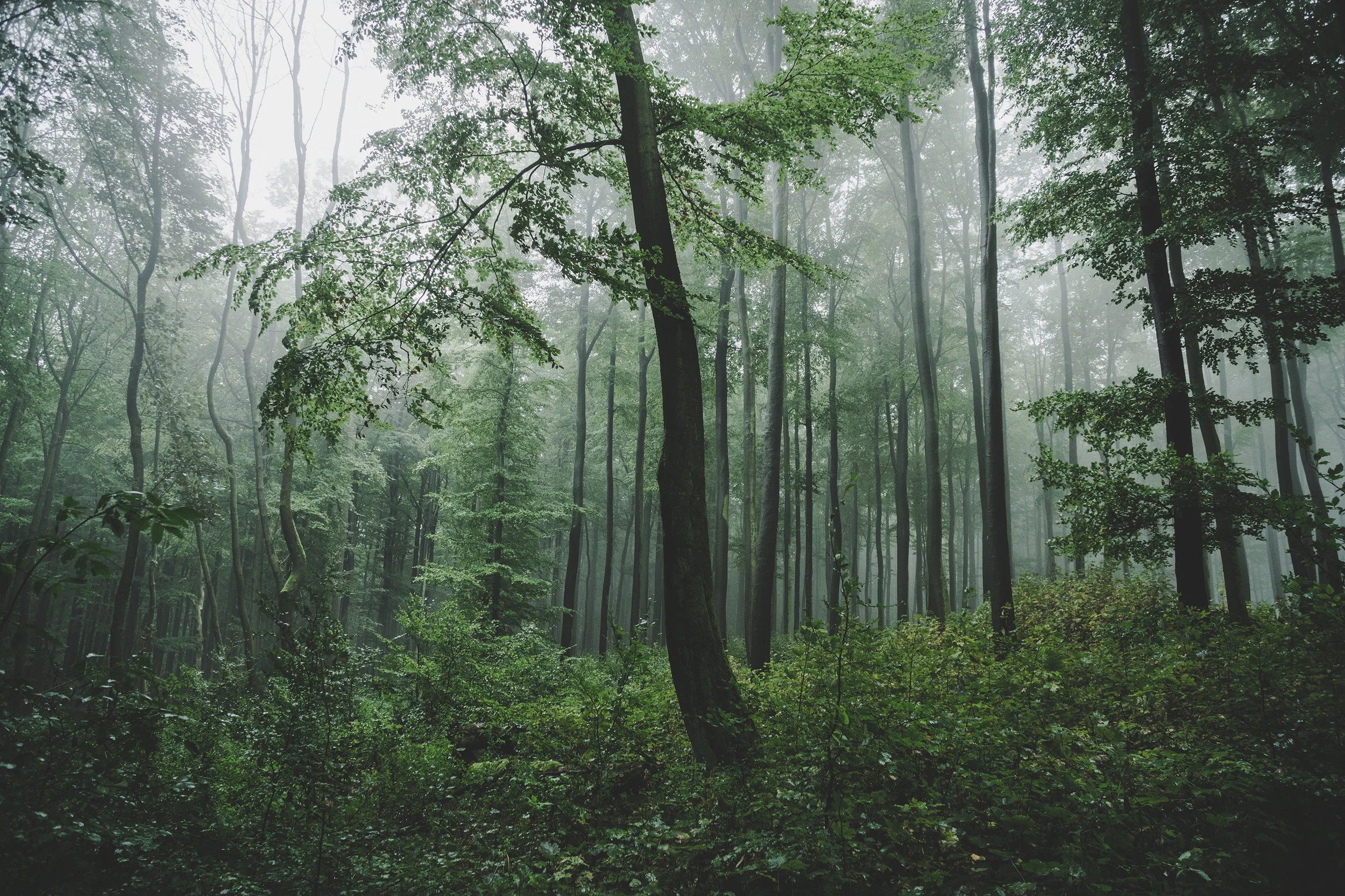 intothewoods_+(13+of+39).jpg