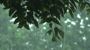 Every Time It Rains, I Go Home Again to Central America