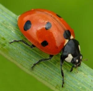 ladybug 1.jpg
