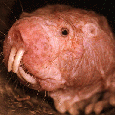 ozoorat_o copy.png