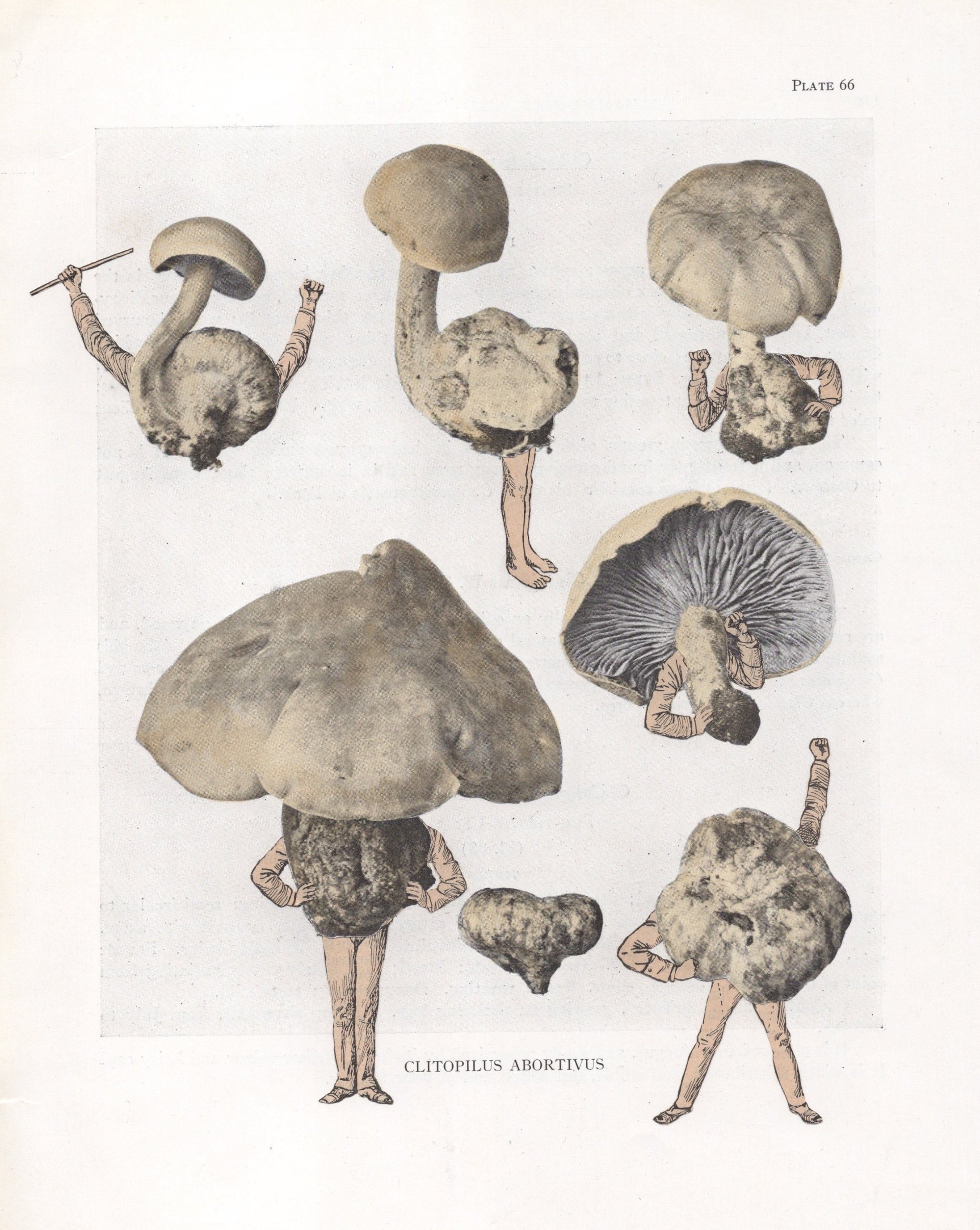 Entoloma Abortivum