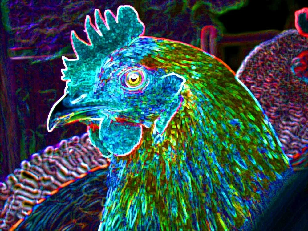 Neon-Chicken.jpg