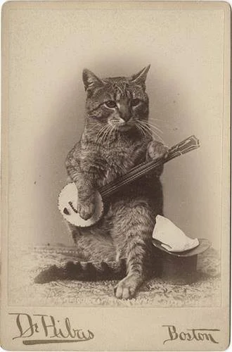 catjo.jpg