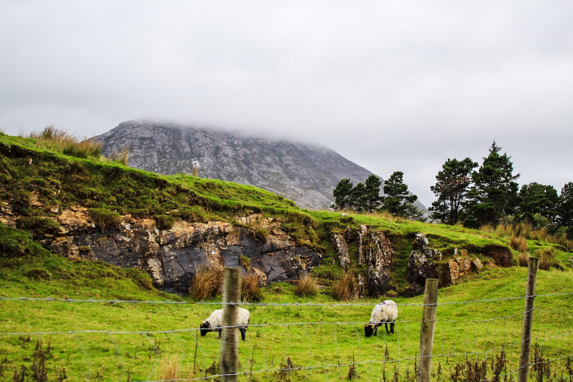 Sheep of Connemara