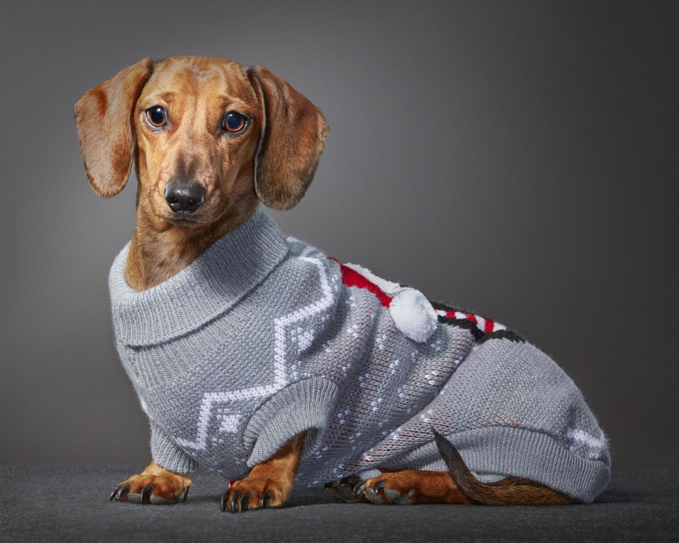 Noodle the Dachshund.jpg