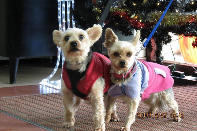 Alfie & Lilly (Yorkshire terriers, around 10 & 7 years old)