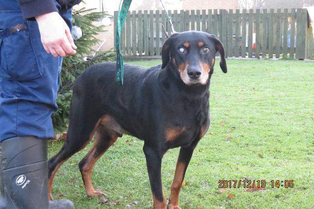 Merlin (Doberman, about 6 years old)