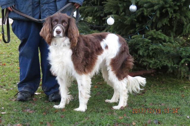 Cookie (Spaniel, around 4 years old)