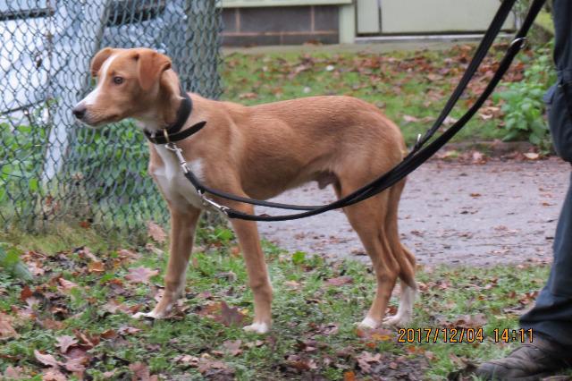 Diesel (Lurcher Cross, around 7 months old)