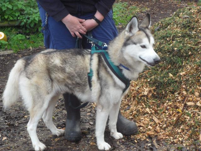 Alfy (Husky, around 9 years old)