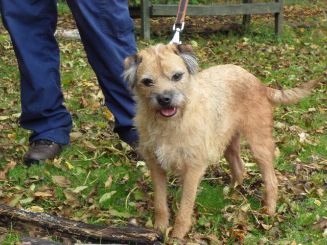 Benji (Border Terrier, around 6 years old)