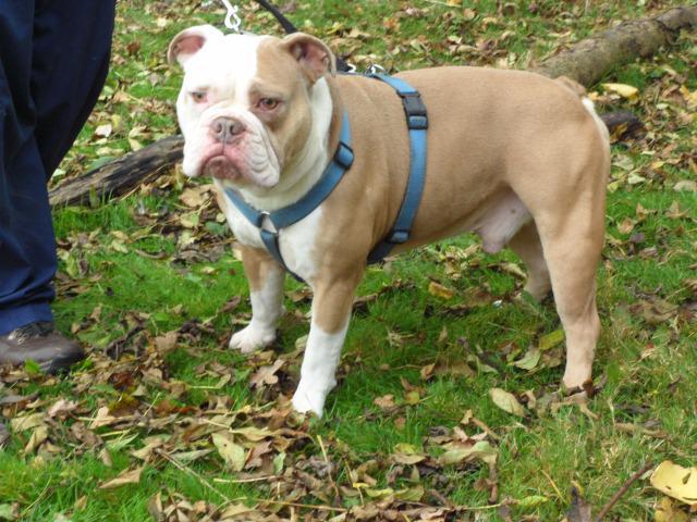 Bruiser (Bulldog, around 5 years old)