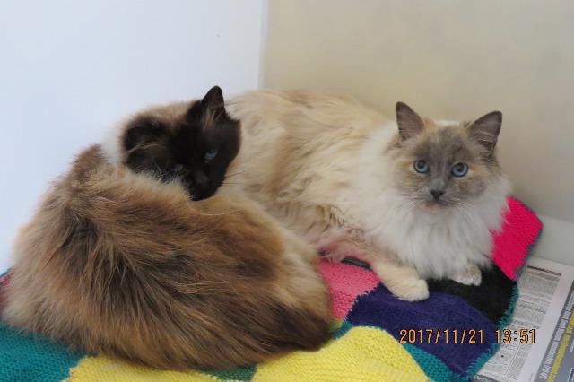 Dora & Lola (Females, Ragdoll, both around 5 years old)