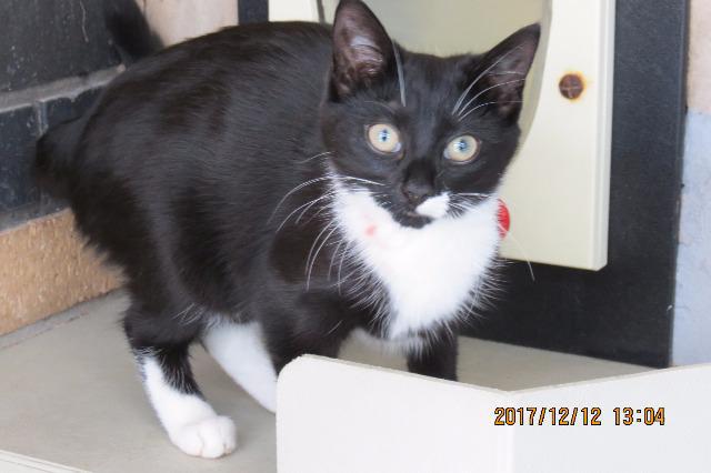 Rocket (Domestic Short hair, Female, around 6 months old)