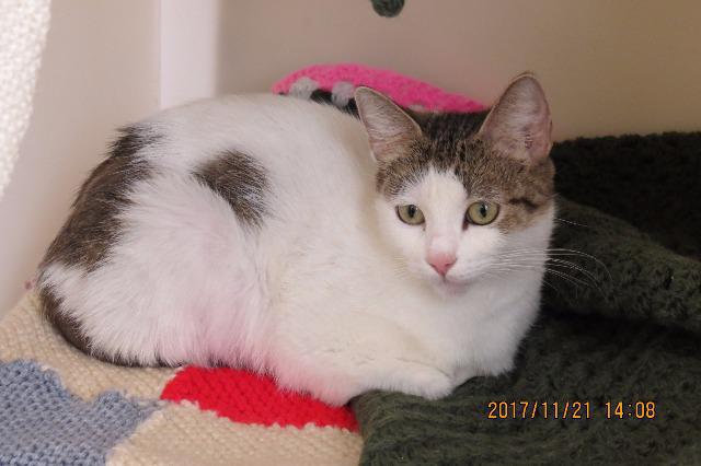 Angel (Domestic Short Hair, Female, around 4 years old)