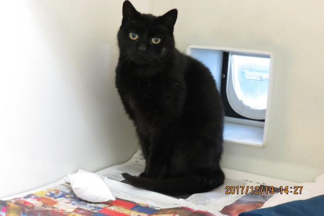Arnold (Domestic Short Hair, Male, around 7 years old)