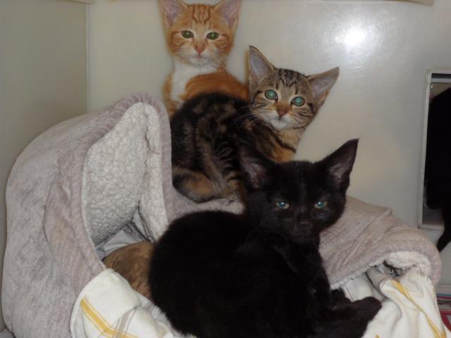 Bramble & Whisky (Domestic Short Hair, Female & Male, around 5 months old)