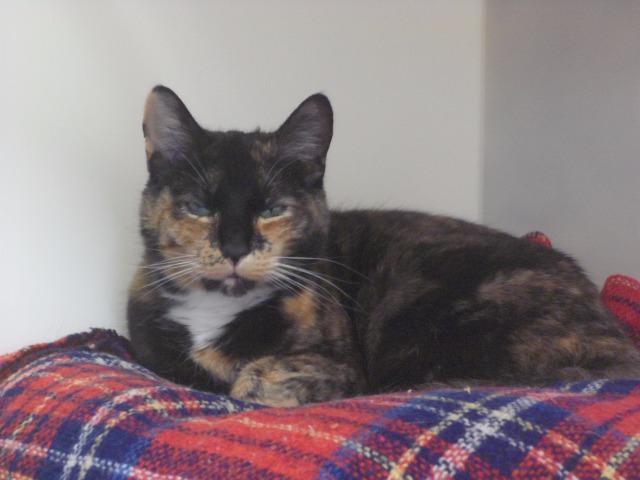 Ice Lolly (Domestic Short Hair, Female, around 8 years old)