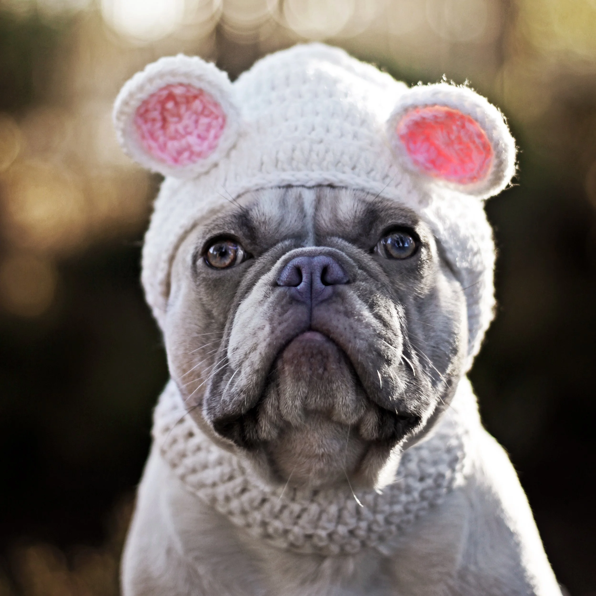 Bear pet hat, £20 by Willieratbag