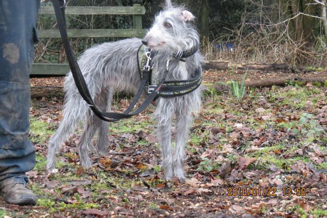 Merlin, Whippet/Bedlington Terrier, About 5 years old