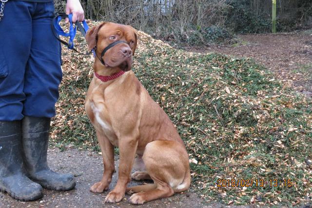 Beau, Dogue de Bordeaux, about 1 year old