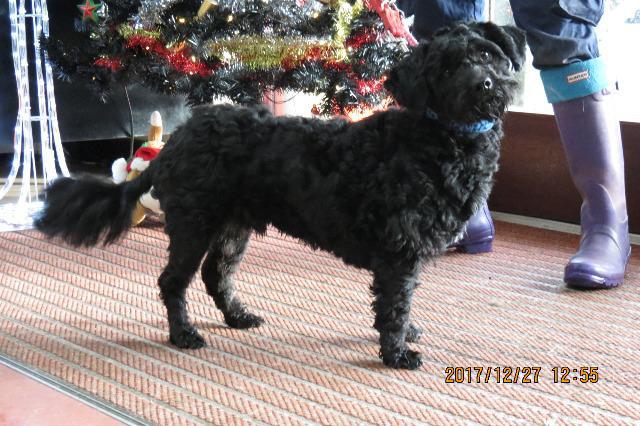 Roly, Poodle Cross, about 1 year old