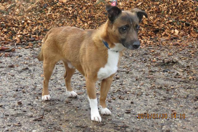 Benji, Jack Russell Terrier Cross, about 8 years old