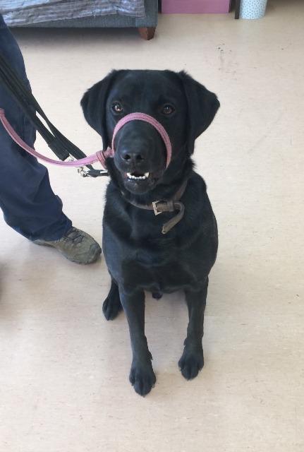 Zeus, Black Labrador, about 1 year old