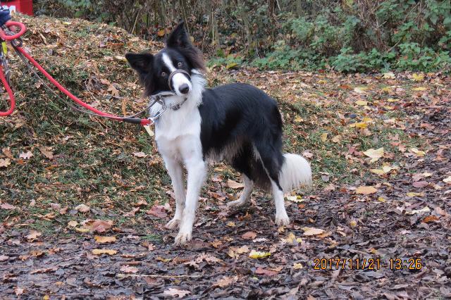 Jack, Border Collie, about 1 year old