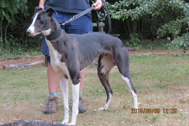 Tilly, female, Greyhound, about 4 years old