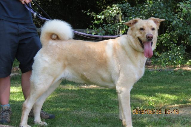 Storm, male, Labrador retriever/Malamute, about 4 years old