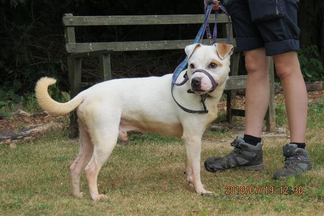 Bud, American Bulldog, male, about 8 years old