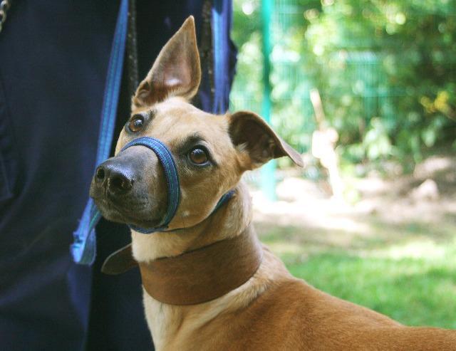 Twix, female, Lurcher/Unknown, about 1 year old