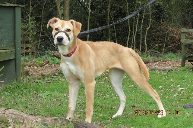 Ruby, female, Saluki/unknown, about 9 months old