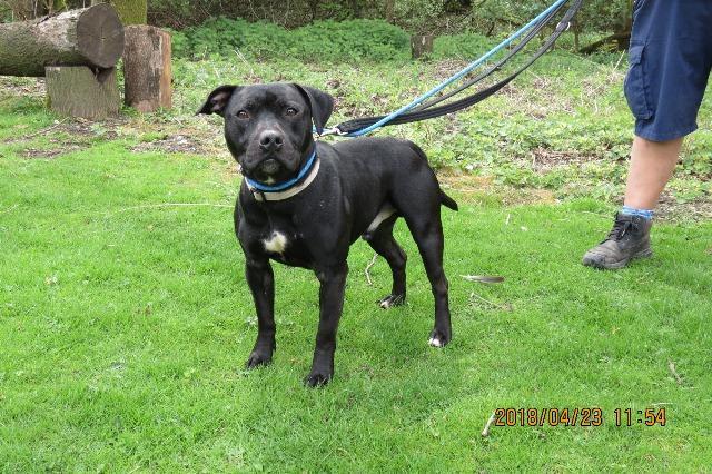 Rocky, male, Staffordshire bull terrier, about 2 years old