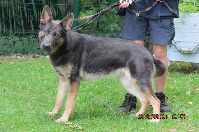 Blue, female, Belgian Shepherd Malinois/Unknown, about 10 months old