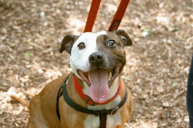 Buda, female, Staffordshire Bull Terrier, about 7 years old