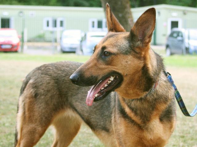 Inca, Female, Belgian Shepherd Malinois/Unknown, about 2 years old