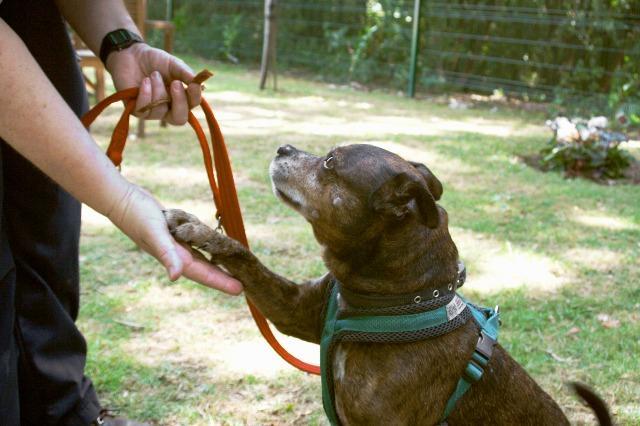 Lady, female, Staffordshire Bull Terrier, about 7 years old