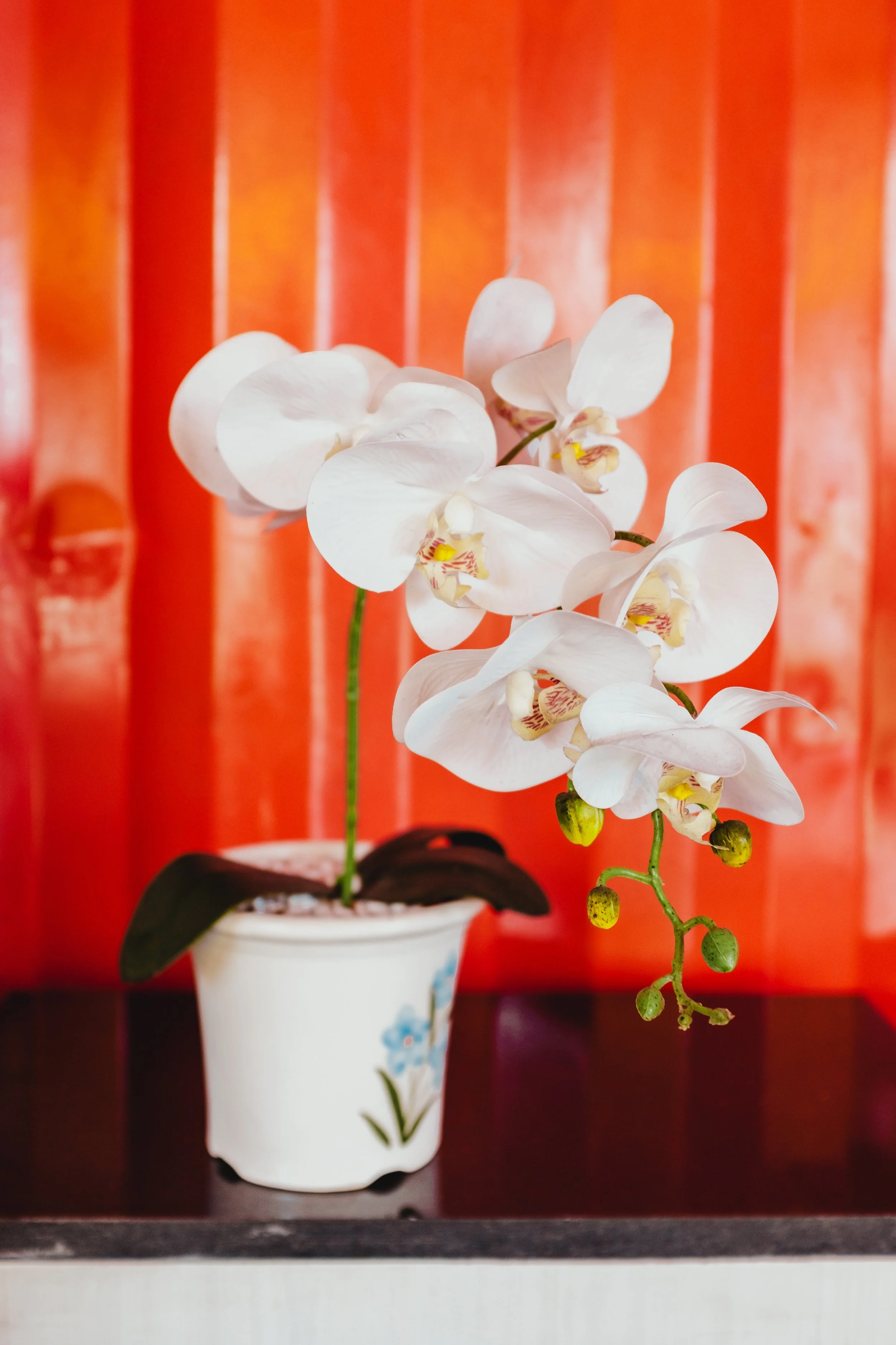 orchid.jpg