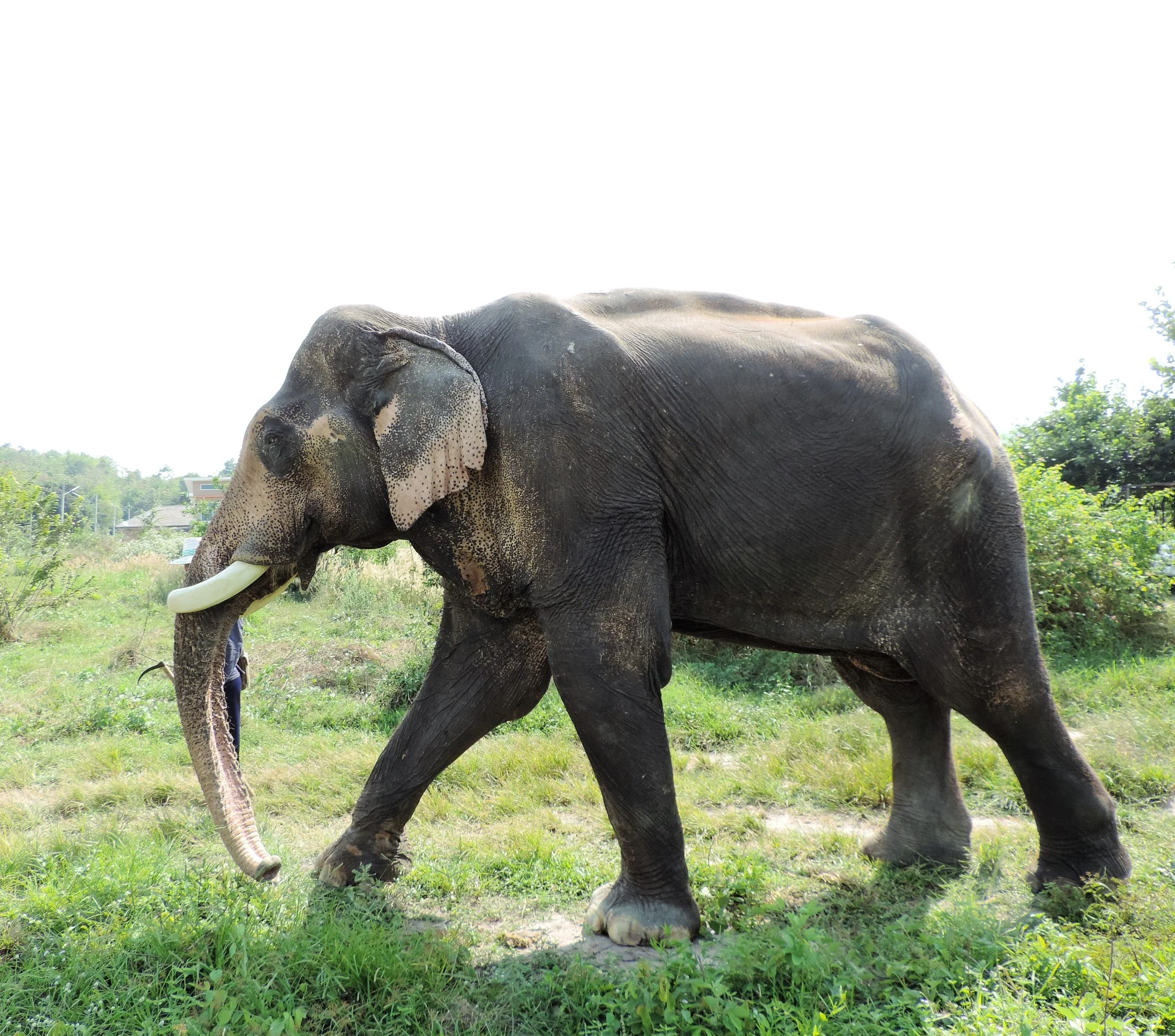 Image: Bejal Gosai