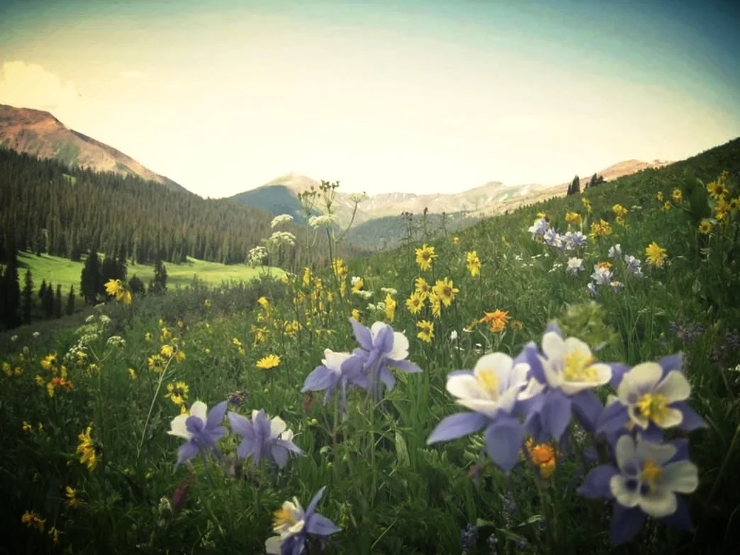 wildflowers.jpg