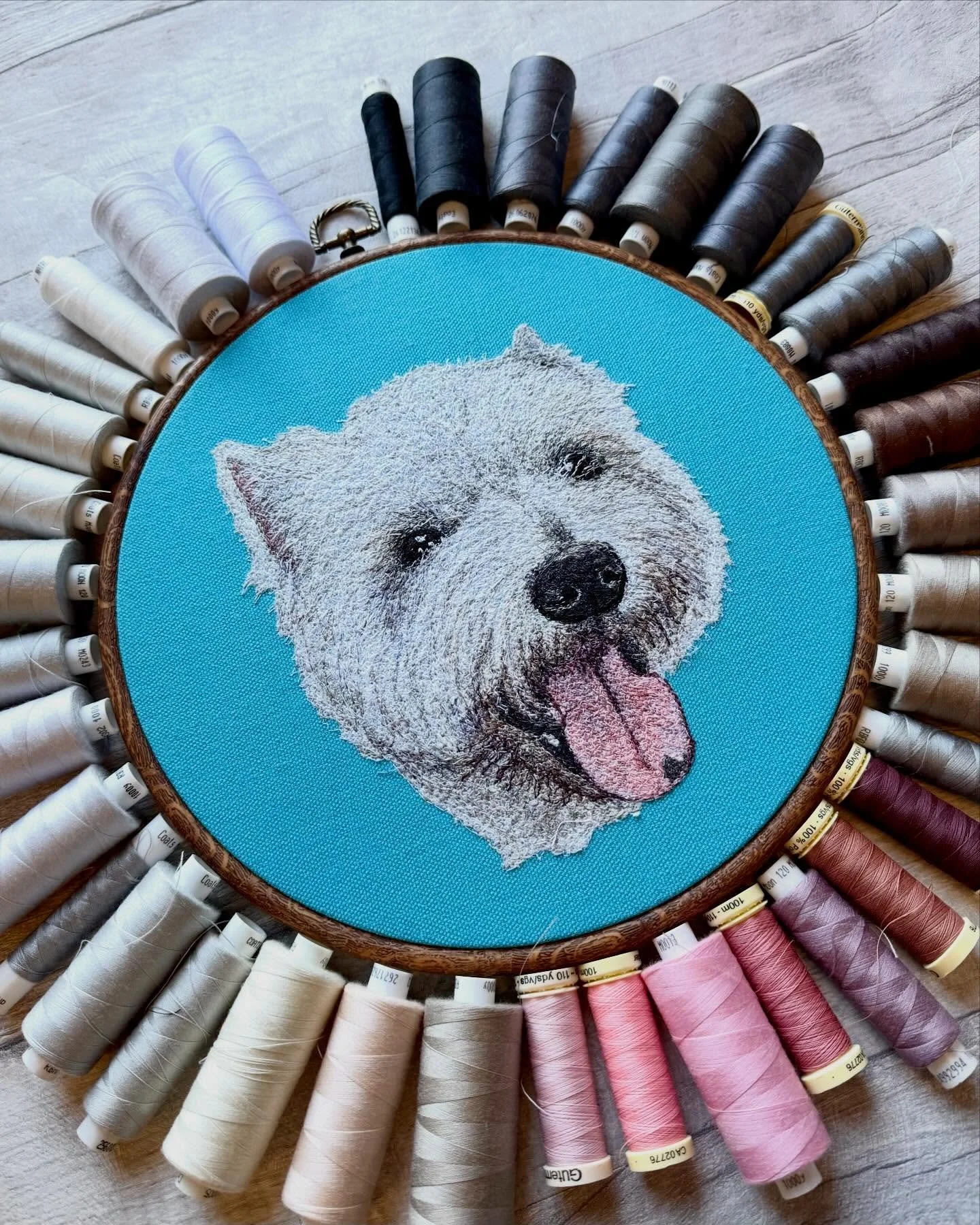 Happy Sunday! 💙🩵

Here is a very happy dog to make your day better! ✨