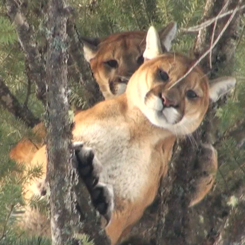 Hunting Travel Insurance;  so you think you're covered? are you sure?