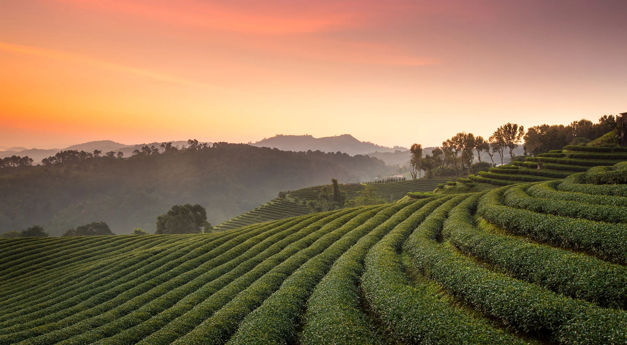 Marvellous_foods_tea_field_1.jpg