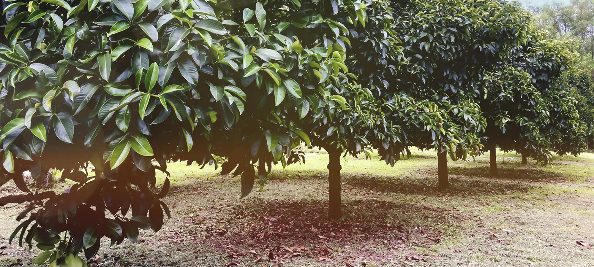 marvellous_foods_mangosteen_trees_2.jpg