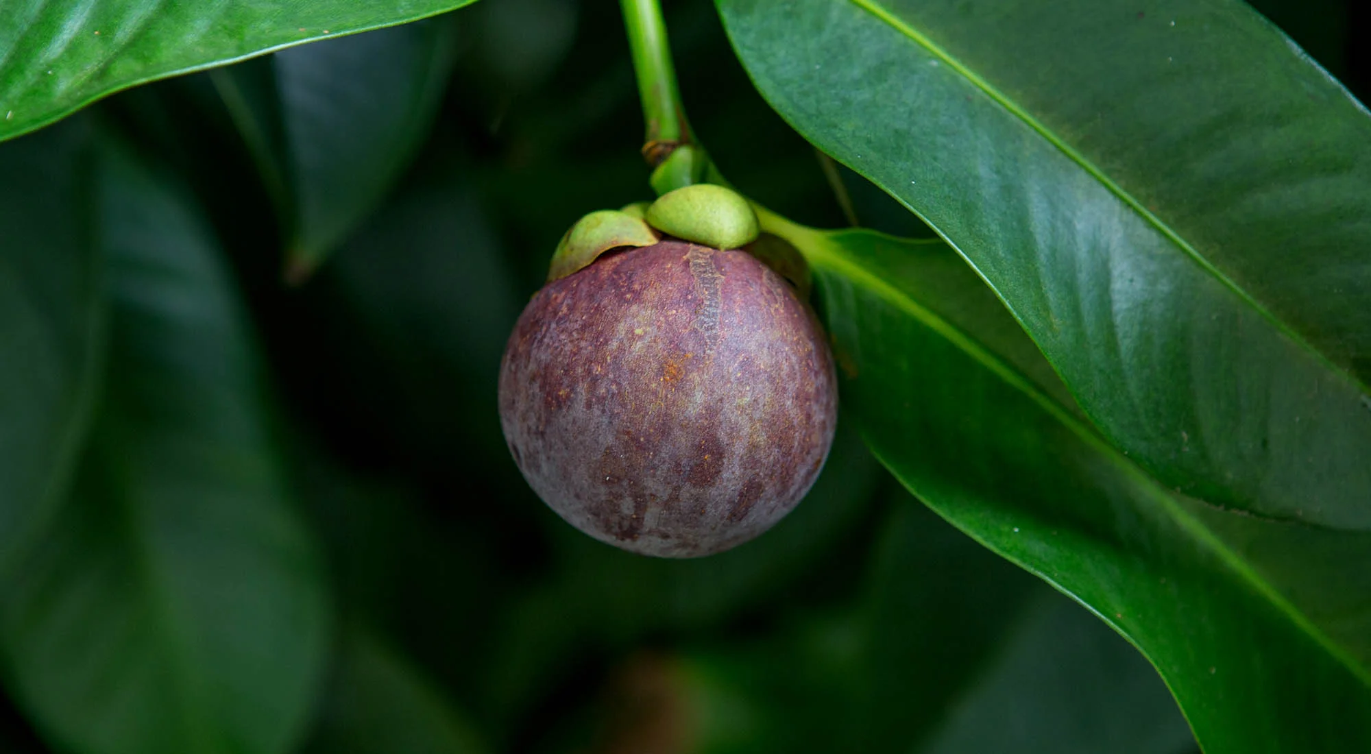 mangosteen_story_historia_mangostan_marvellousfoods.jpg
